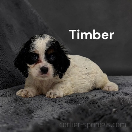 puppy, for, sale, Cocker Spaniel, Joe & Cherri  Overlease, dog, breeder, Miller, MO, dog-breeder, puppy-for-sale, forsale, nearby, find, puppyfind, locator, puppylocator, aca